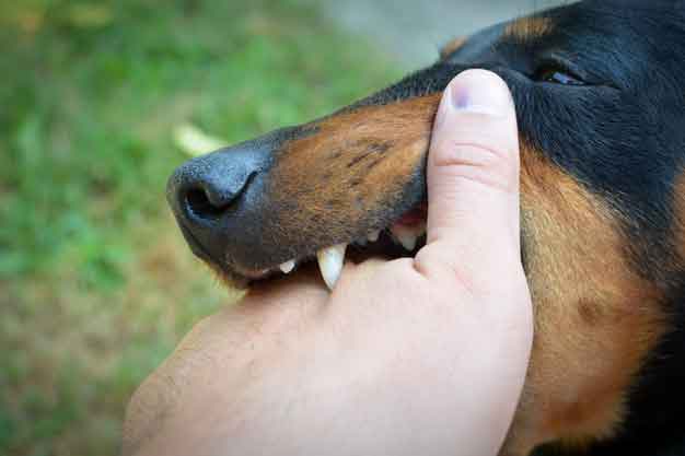Diserang Anjing anjing rabies