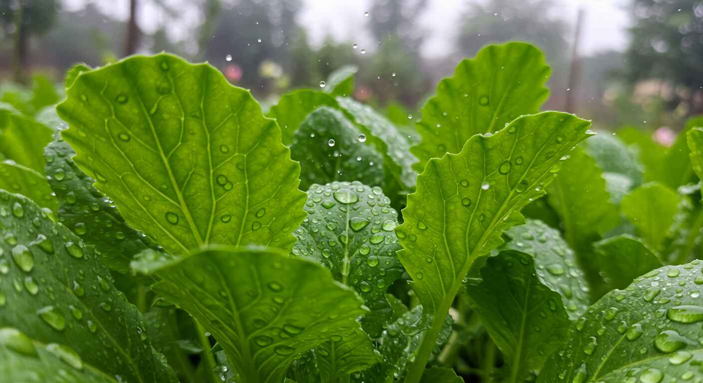 Manfaat Sawi, Sayuran Hijau Superfood untuk Kecantikan dan Kesehatan Tubuh!